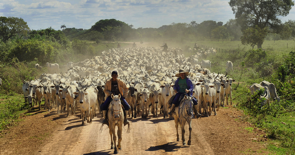 Ganadería del Beni (Foto: Carmelo Calderón)