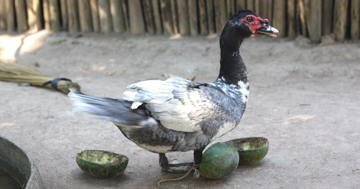 Pato criollo de Jasiaquiri, Llanos de Mojos (Foto: Heiko Prümers)