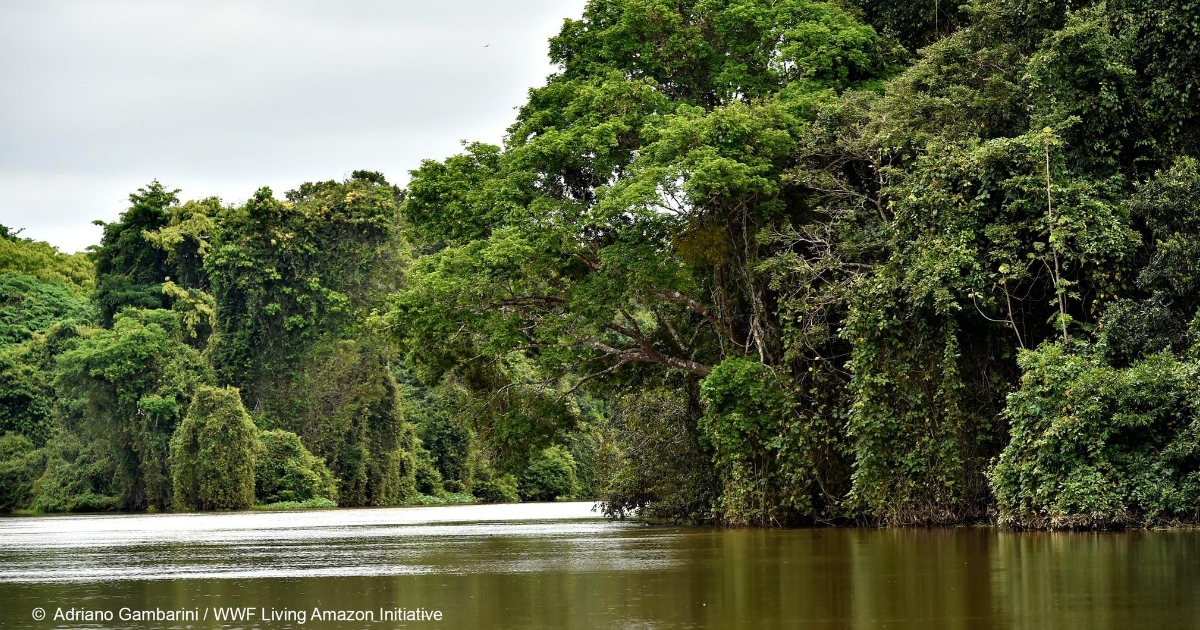 Riqueza hídrica de la Amazonia boliviana (Foto: WWF Bolivia) 