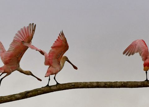 Diversidad de la fauna en la Amazonia (Foto: GAMR)