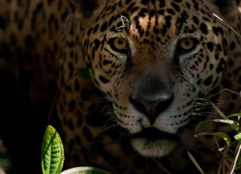 Jaguar de la Amazonia boliviana (Foto: Captura)