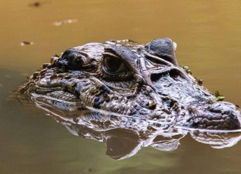 Fauna en el Parque Madidi (Foto: Mauricio Pacheco)