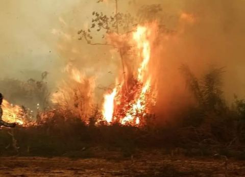 Incendio forestal en Beni (Foto: RRSS)