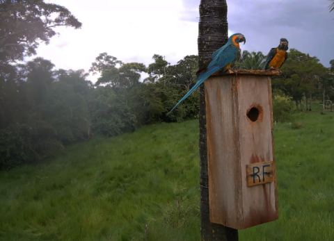 Procreación de parabas en la Reserva Laney Rickman (Foto: Captura)