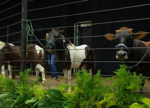 Presentación de la feria internacional Agropecruz (Foto: Fexpocruz) 