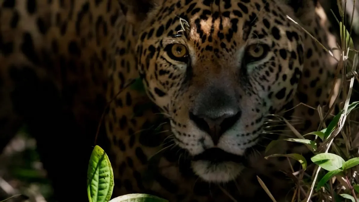 Jaguar de la Amazonia boliviana (Foto: Captura)