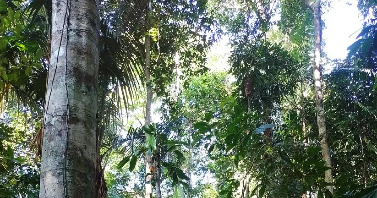 Selva amazónica de Porvenir, Pando (Foto: RRSS)
