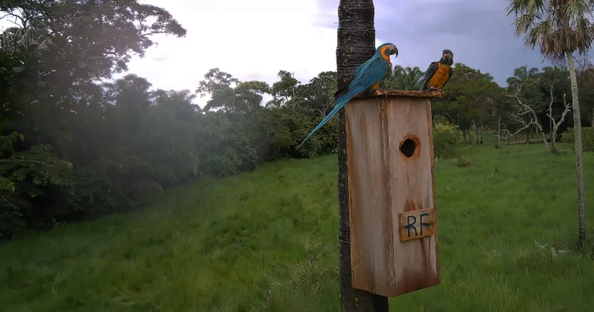 Procreación de parabas en la Reserva Laney Rickman (Foto: Captura)